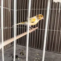 نر قرص بخون