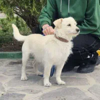 شیتزو تریر