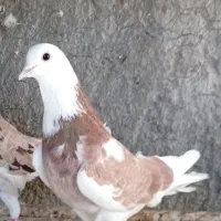 کبوتر تهرانی همه مدل