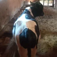 گوساله هولشتاین
