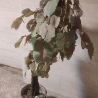 درخت مصنوعی همراه گلدان