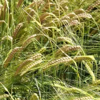 جو ویلما بذری