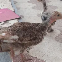 جوجه بوقلمون . جوجه برهما مشکی پاپر  دوماهه