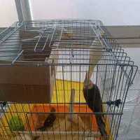 عروس هلندی (دوتا ماده با چهارتا نر)