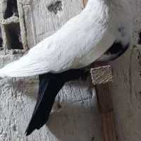 ۱۲ تا کفتر سه ملیون