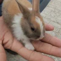 بچه خرگوش لوپ معمولی