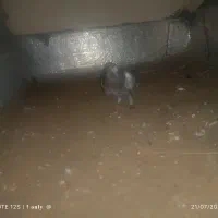 کفتر پلاکی پاکستانی اصیل