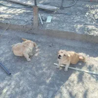 ۲عدد سگ پا کوتا نر ماده