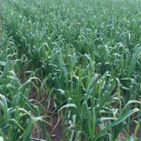 4 هکتار زمین اجاره برای کشت گوجه  یا سیر  کانال L