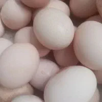 تخم مرغ بومی درجه یک