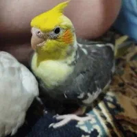 2 عدد جوجه عروس هلندی سرلاکی