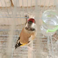 سهره دورگ یالدار دهن قشنگ عتیقه