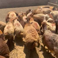 گوسفند ۳۰ میش با ۲۹ برع