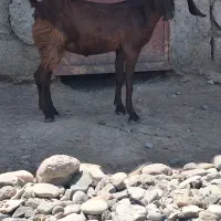 کهره ماده