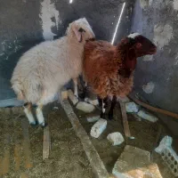 بره نر افشاری