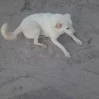 سگ گله ماده