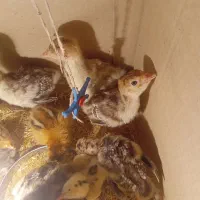 جوجه بوقلمون