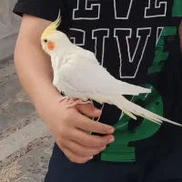 عروس هلندی گم شده