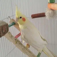 عروس هلندی سالم و سرحال