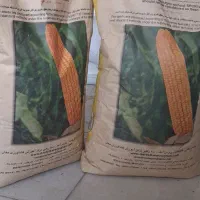 بذر ذرت کراس ۷۰۴