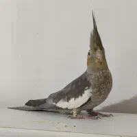 عروس هلندی ماده