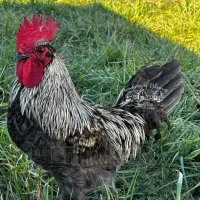 مرغ و خروس اراکانا لانکزی گلین
