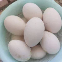 تخم غاز تازه