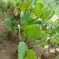 گل بابا ادم تنه قرمز و تنه سبز