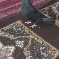 زاغ فروشی