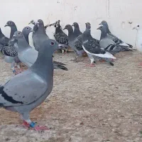 22جوجه پلاکی درجه یک و120عددکفتر بیرجند درجه یک