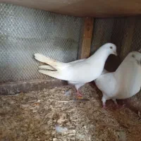 کبوتر پرشی