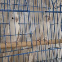 عروس هلندی آلبینو