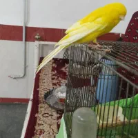 قناری رسمی بلند