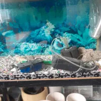 آکفاریون ماهی