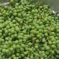 آبغوره تازه