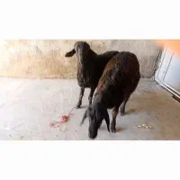 قوچ قره قزل شیشک گوسفند بره