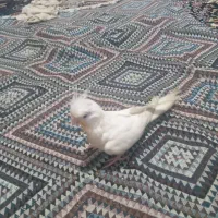 جوجه عروس البینو جوان