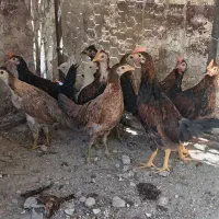 جوجه|حیوانات مزرعه|دوگنبدان, |دیوار