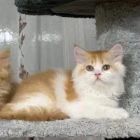 گربع دوماه