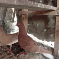 نر دمسفید . تهرونی سینه