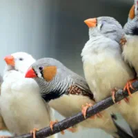 ۵تا فنچ شیطون   جفت با کوتوله رام  معاوضه میکنم