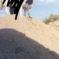 واگذاری سگ قهدرجونی
