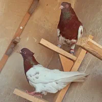 کقتر نروماده کله سرخ نوک سفید بزن