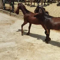 بز پاکستانی