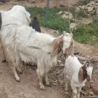 بز جوان