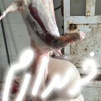 خرید و فروش بزغاله نر و بره چاق