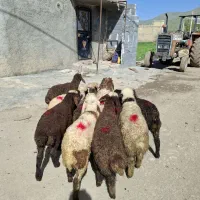 تعداد11راس گوسفند میش و بره داشتی جوان