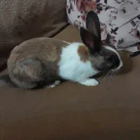 خرگوش