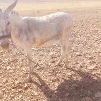 الاغ