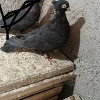 زاغ نر|پرنده|بم, |دیوار